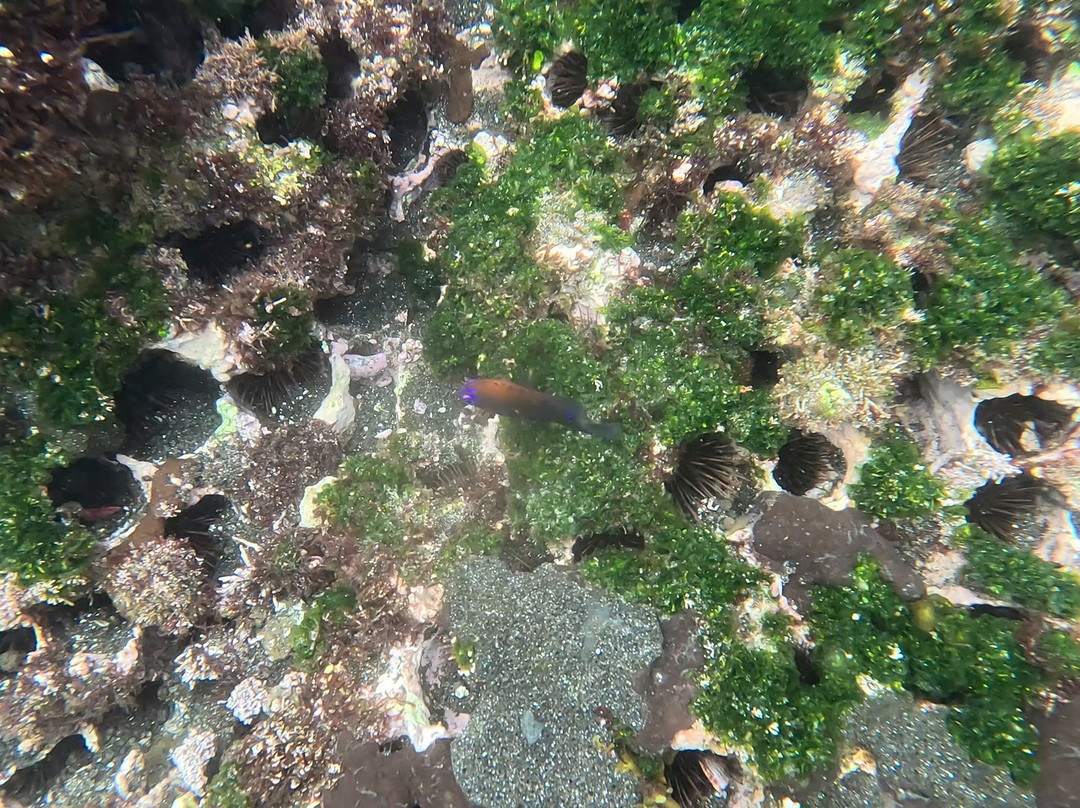 Tagus Cove-伊莎贝拉岛必去景点