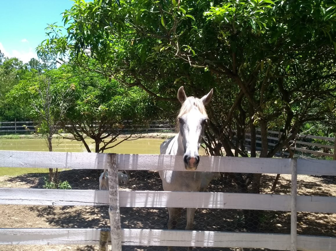 Hotel Fazenda Estancia Torre De Pedra主图