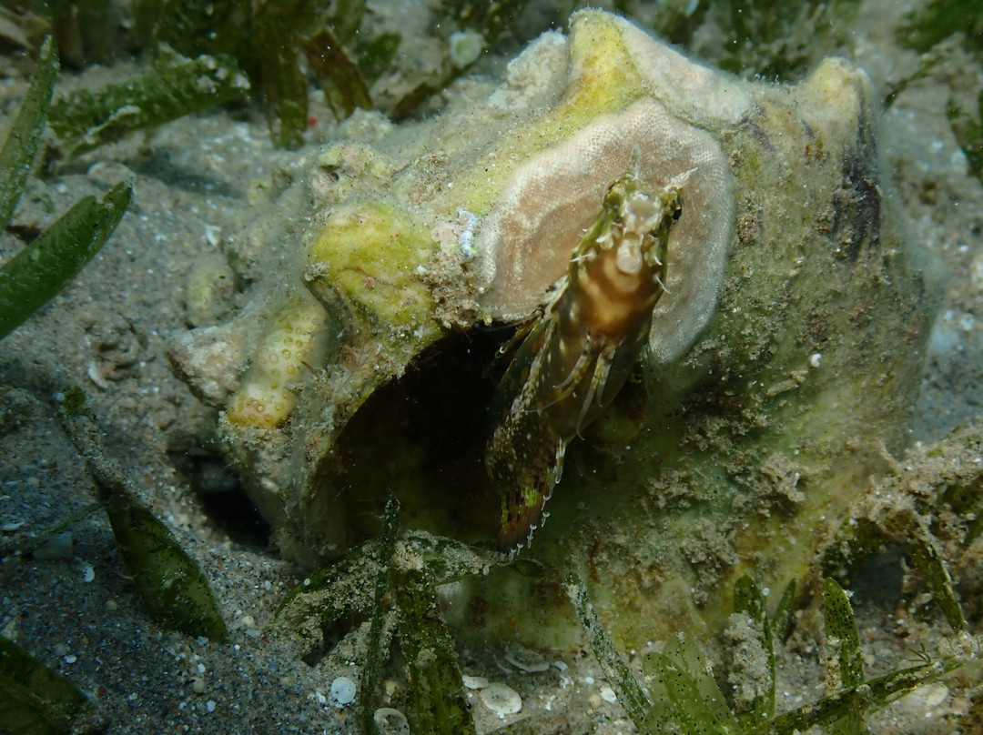 SUBEX Diving Center - Baron Palace-赫尔格达必去景点