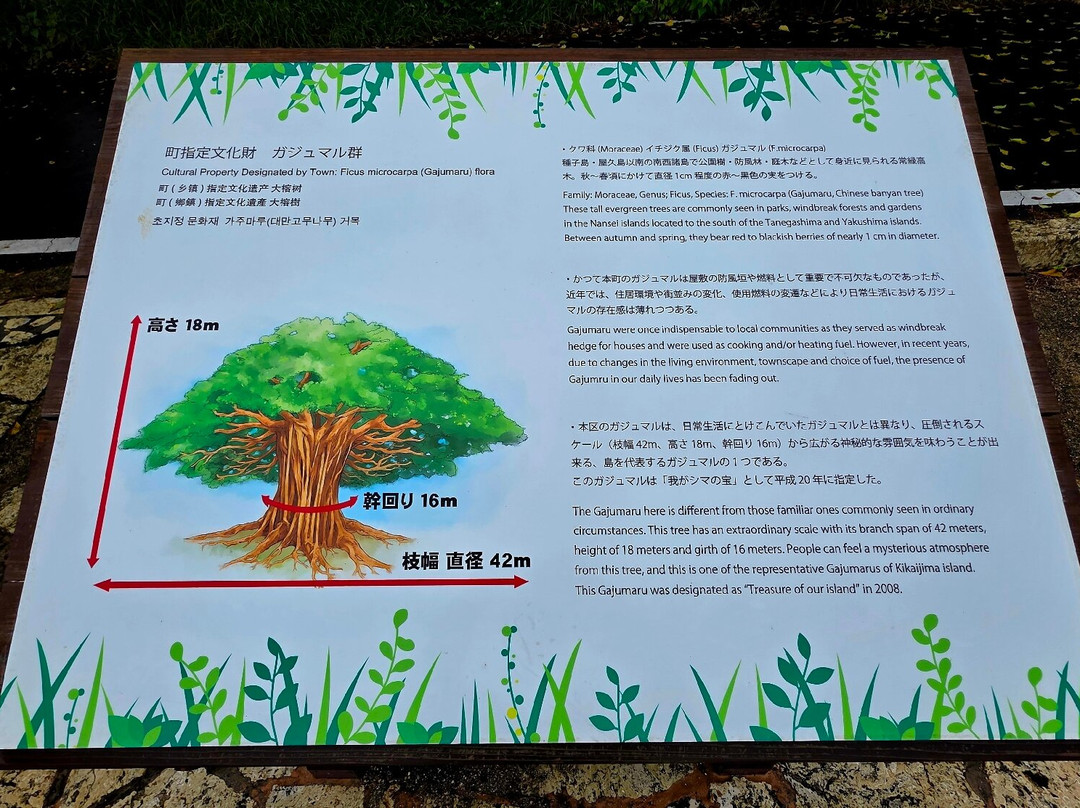 Big Ficus Microcarpa In Tekuzuku景点图片