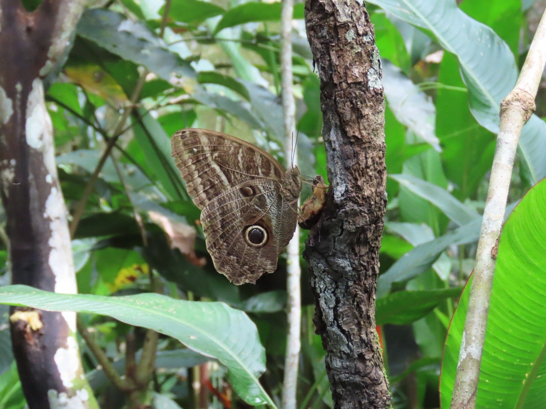 Pilpintuwasi - Wildlife Rescue Center And Butterfly Farm景点图片