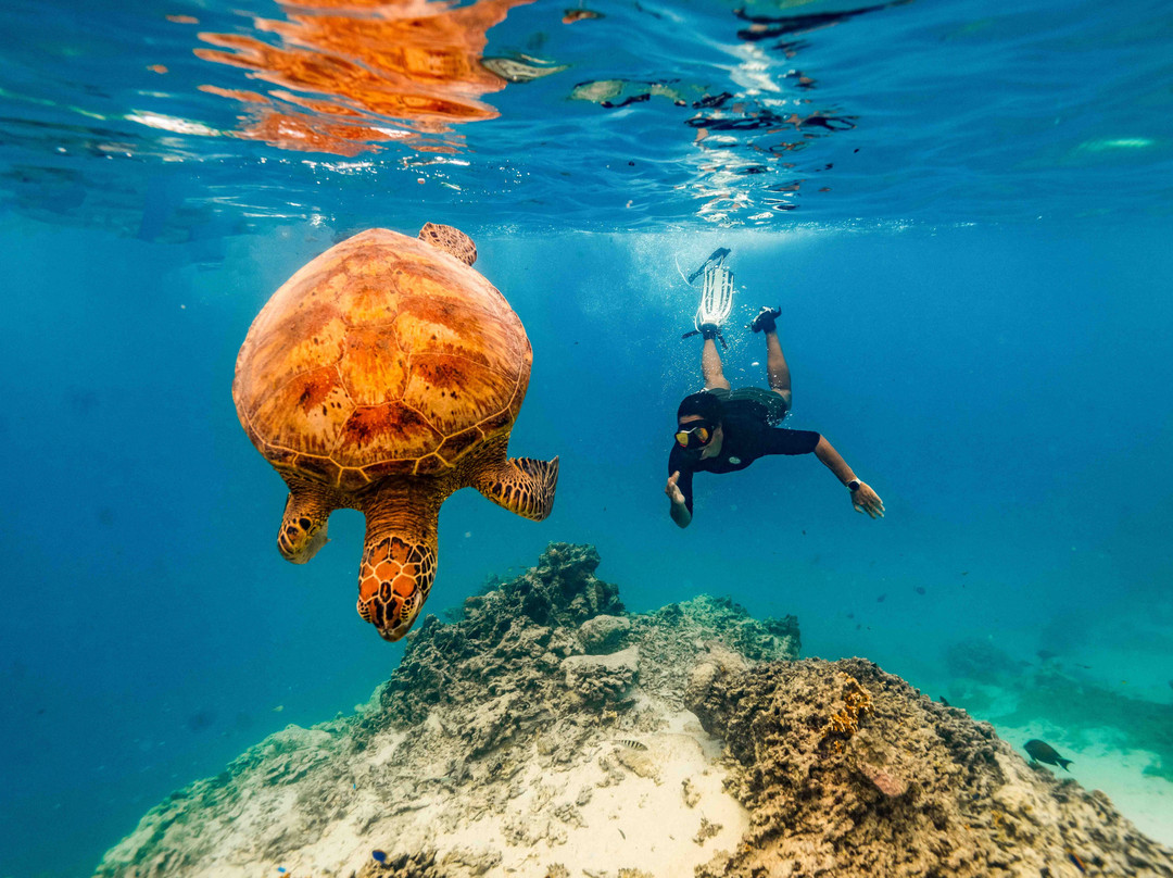 Snorkel Cook Islands-拉罗汤加必去景点