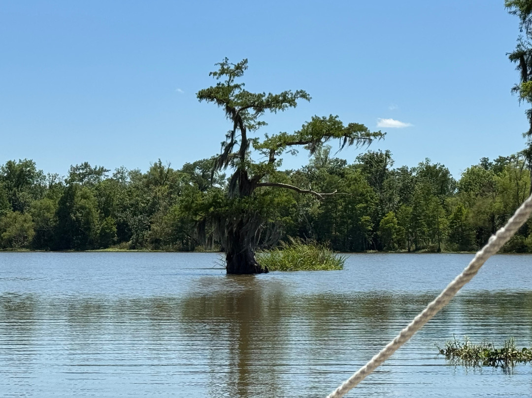 Acadian Swamp Tours景点图片