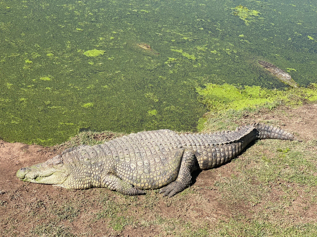 Croc City Crocodile and Reptile Park景点图片