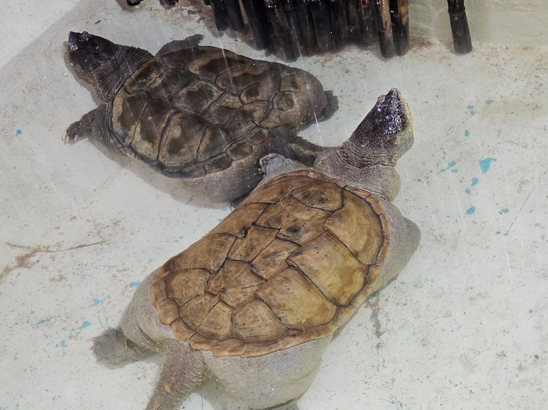 Krazy World Zoo-Algoz必去景点