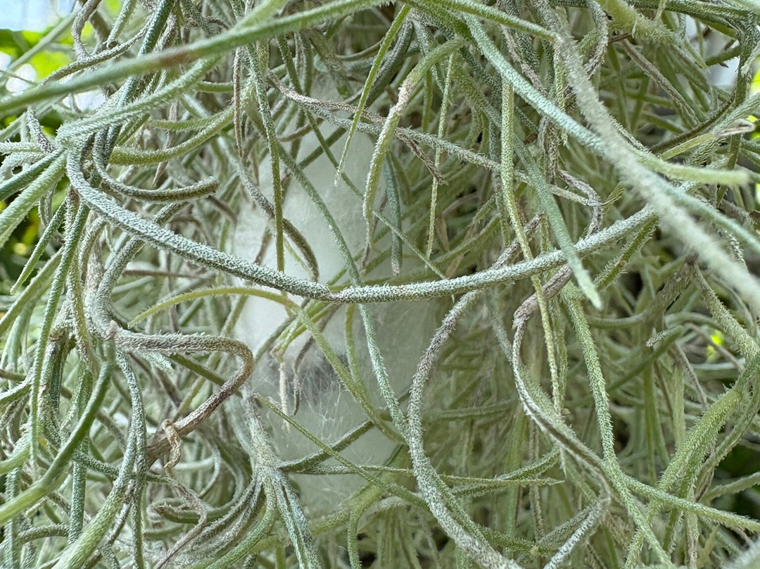 The Sophia M. Sachs Butterfly House-切斯特菲尔德必去景点