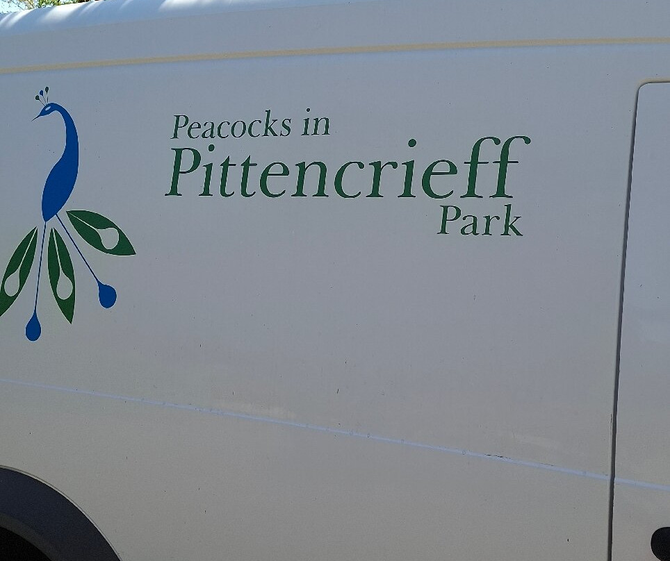 Peacocks in Pittencrieff Park-丹弗姆林必去景点