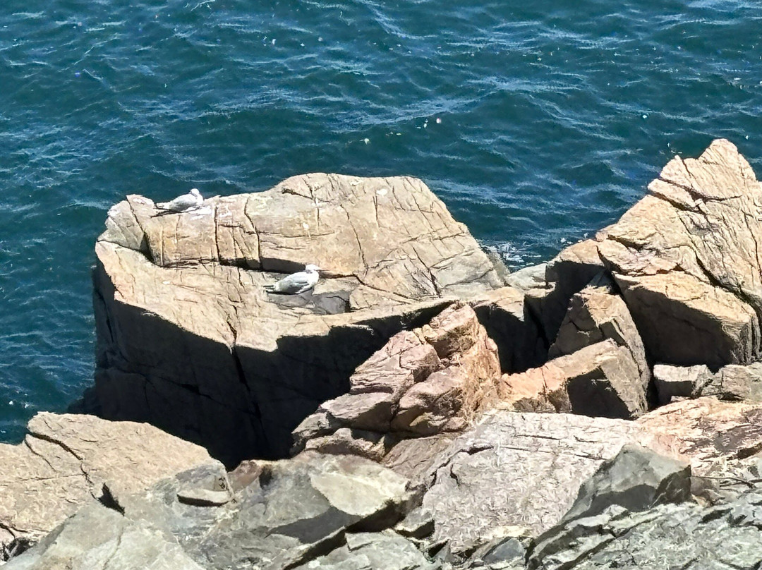 Otter Cliff-阿卡迪亚国家公园必去景点