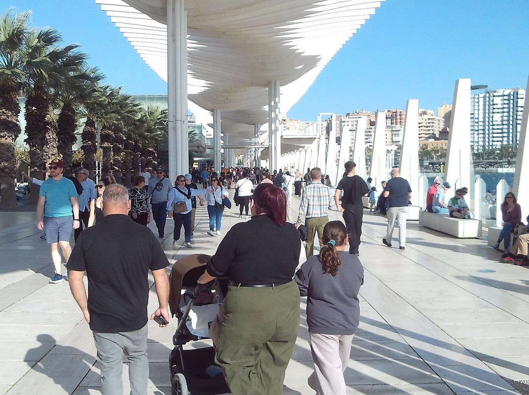 Palmeral de las Sorpresas景点图片