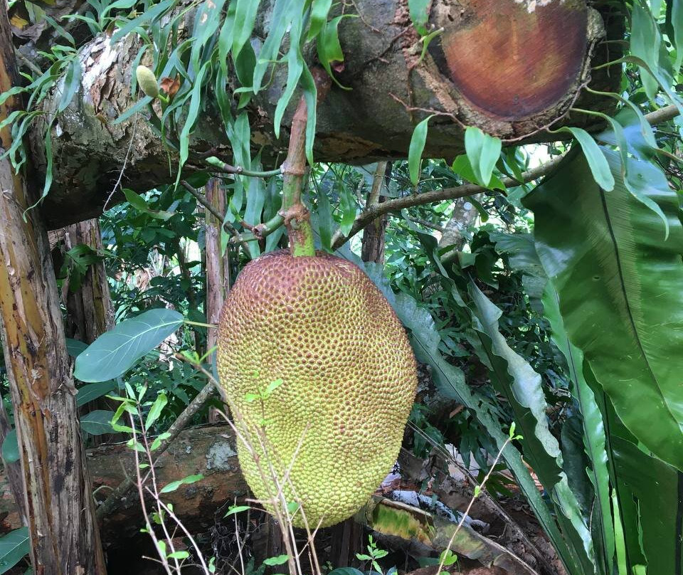 Vallée Des Fruits景点图片