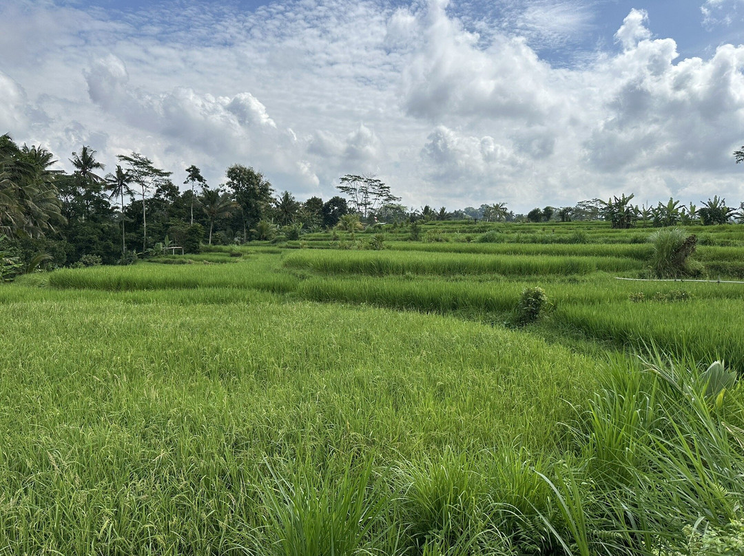 Ubud Cycling Bike景点图片