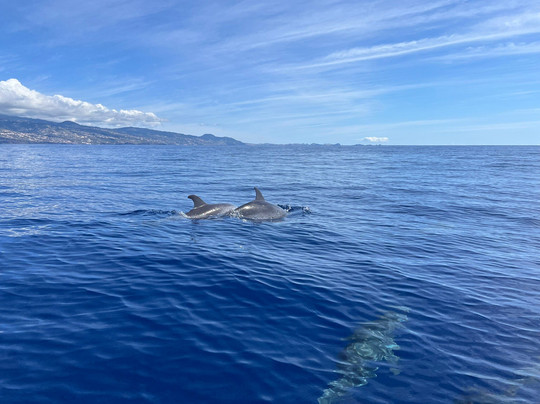 Magic Dolphin-沙尔必去景点