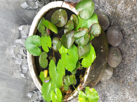 Teluk Menjangan Bali