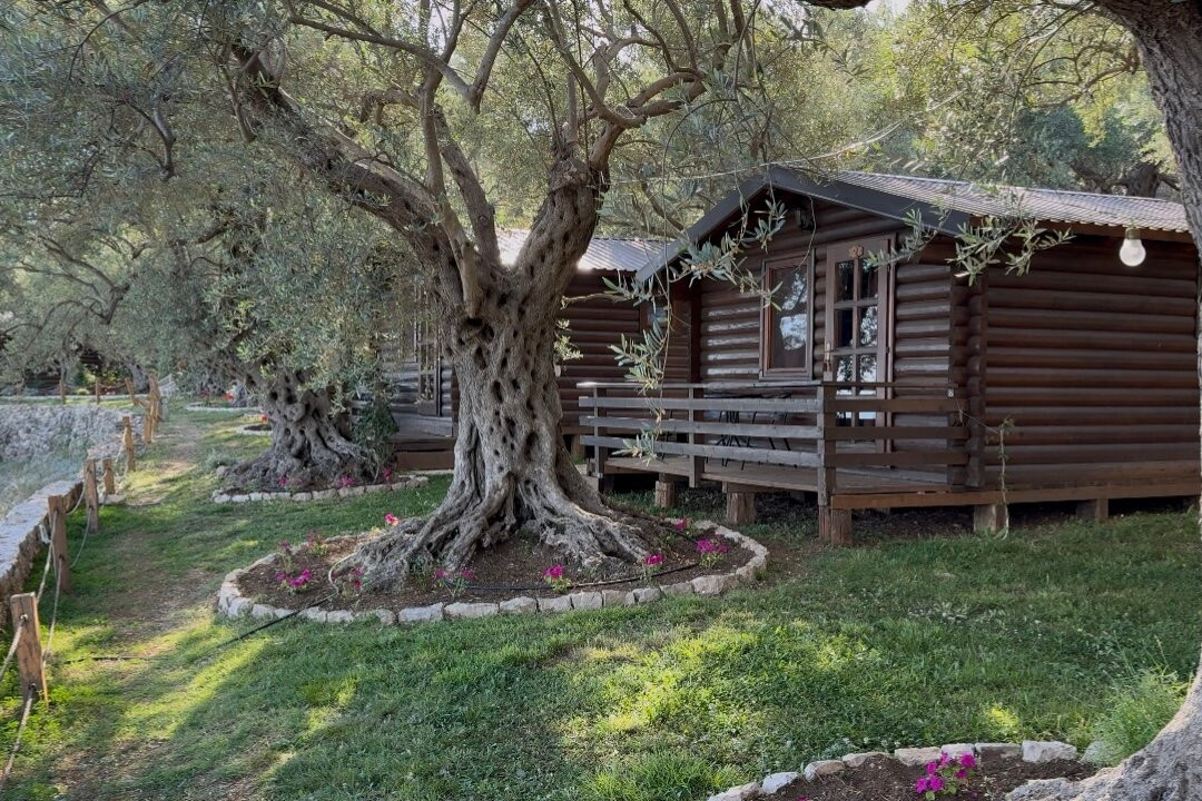 Holiday Park Olive Tree主图