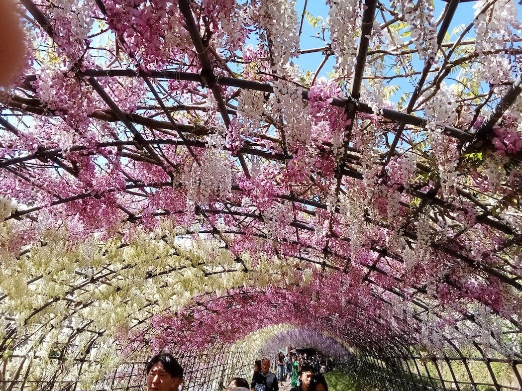 北九州市河内藤园 紫藤赏花景点图片