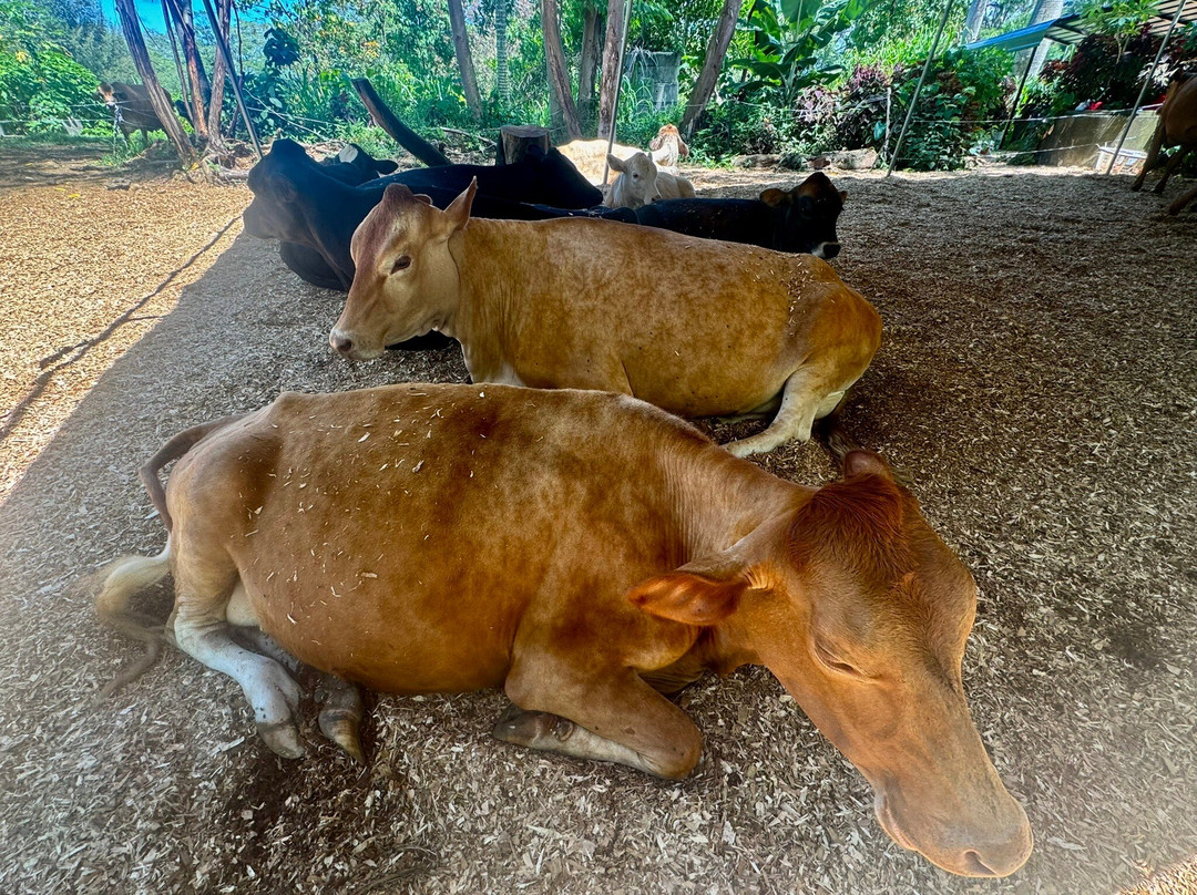 Krishna Cow Sanctuary景点图片