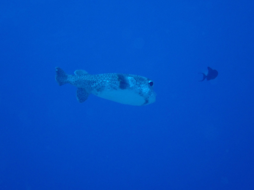 Dodo Divers Mauritius-卡罗迪勒必去景点