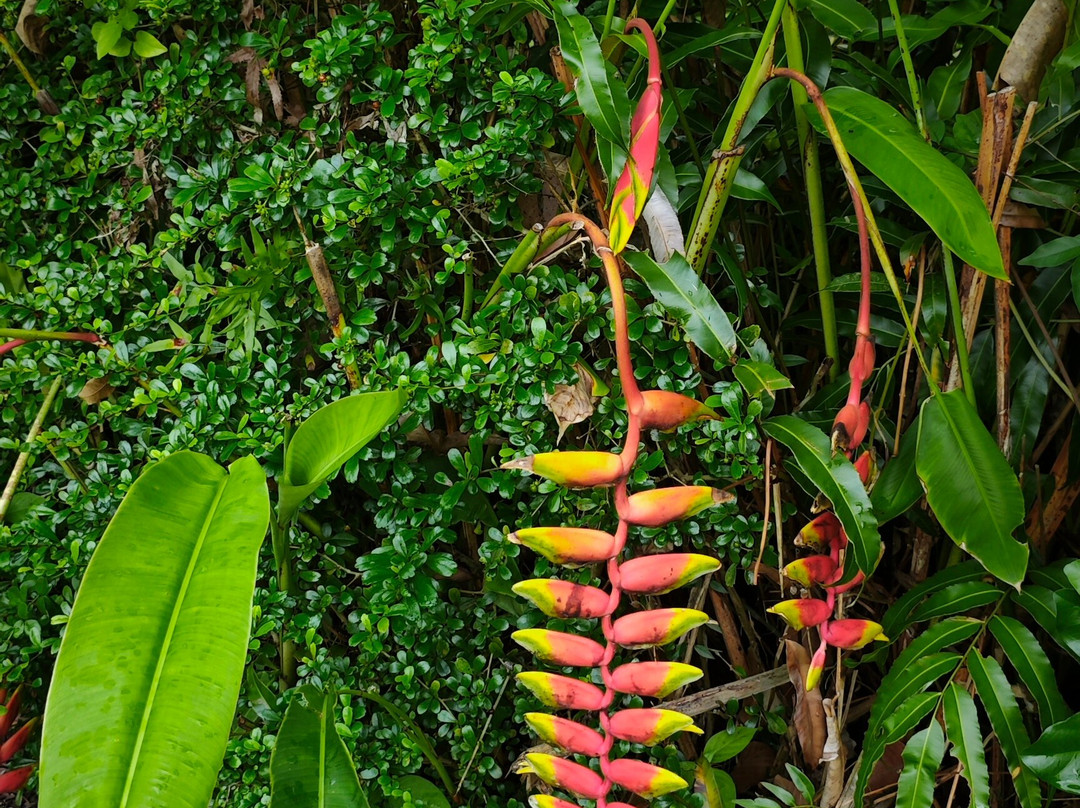 Can Tho River Tour-芹苴必去景点
