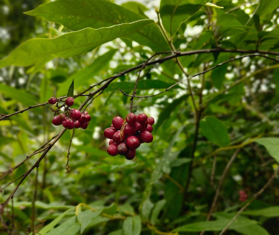 Tashigang Hotel主图