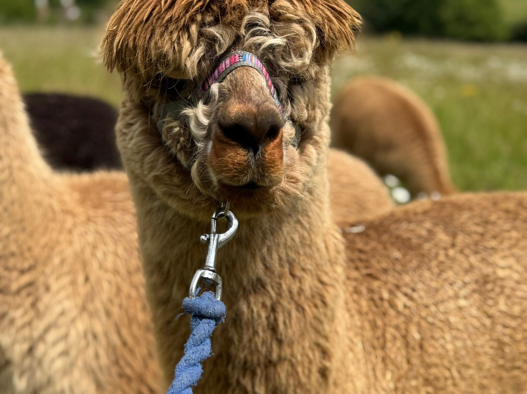 Capstone Farm Alpacas景点图片