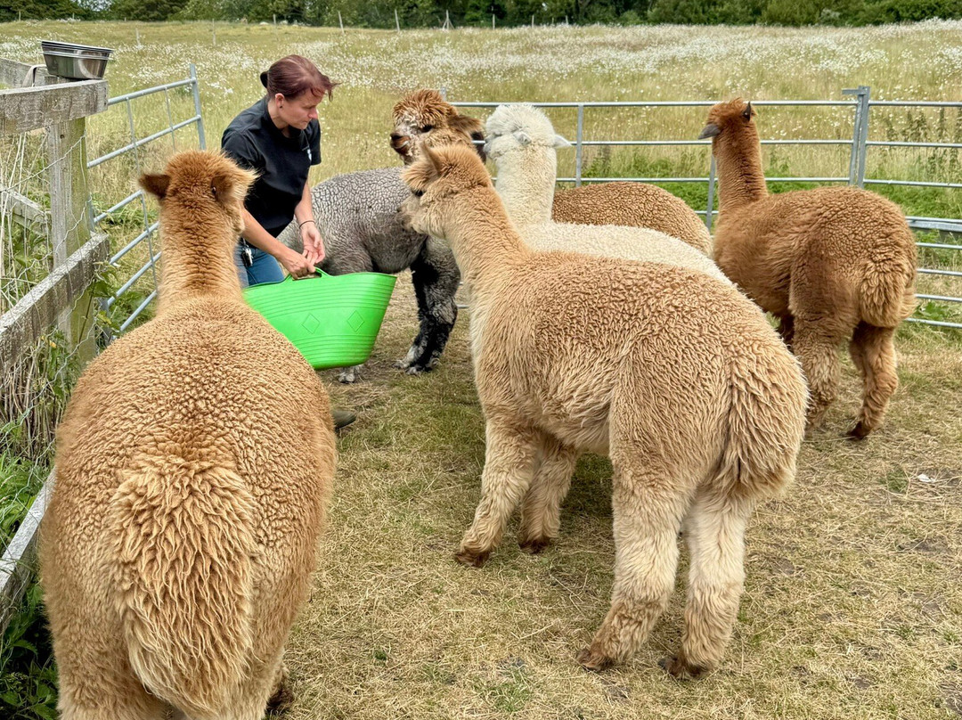 Capstone Farm Alpacas景点图片
