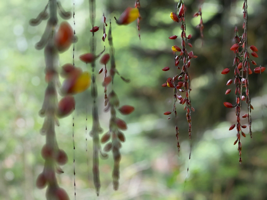 Cauvery Peak-亚尔考德必去景点