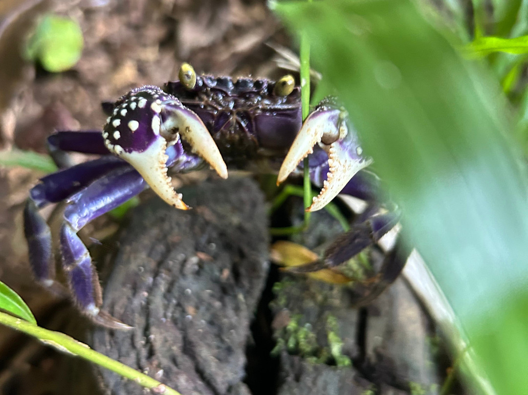 Tavoro Waterfalls-塔韦乌尼岛必去景点