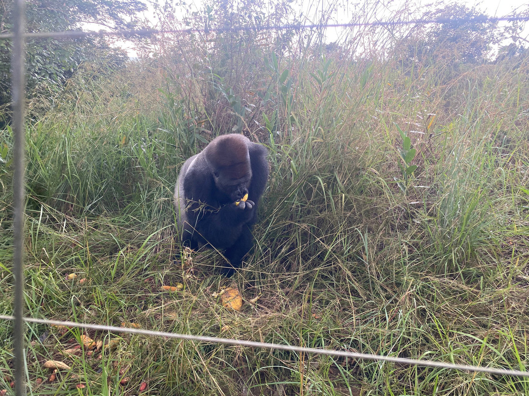 Réserve Naturelle de Gorilles de Lésio-Louna-Léfini-布拉萨市必去景点