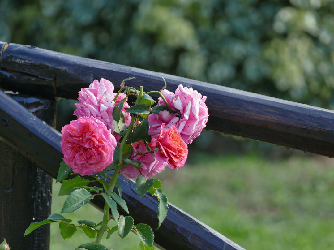 Locanda Rosati主图