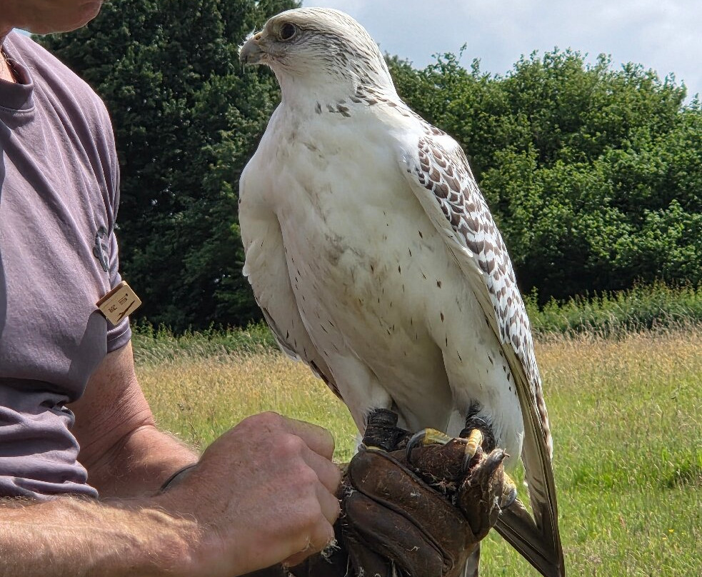 Lavenham Falconry景点图片