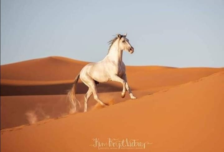 Centre Dar Equestre-阿伊特·本·哈杜筑垒村必去景点