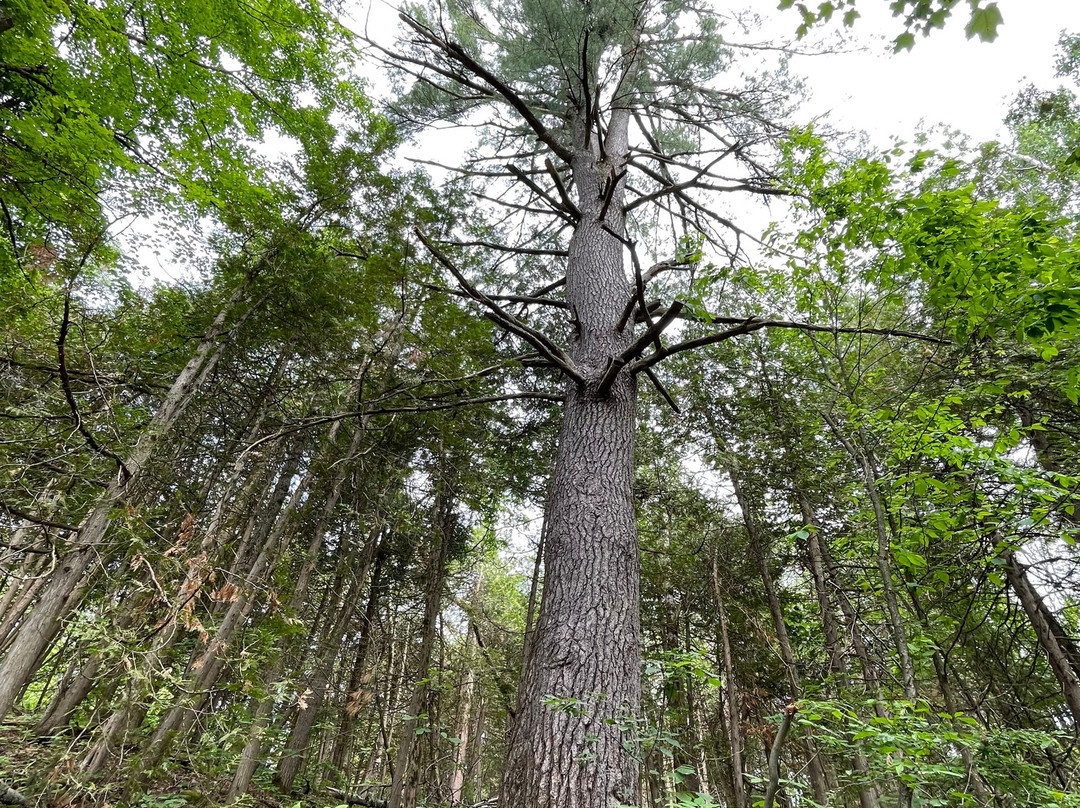 Emily Tract-Omemee必去景点