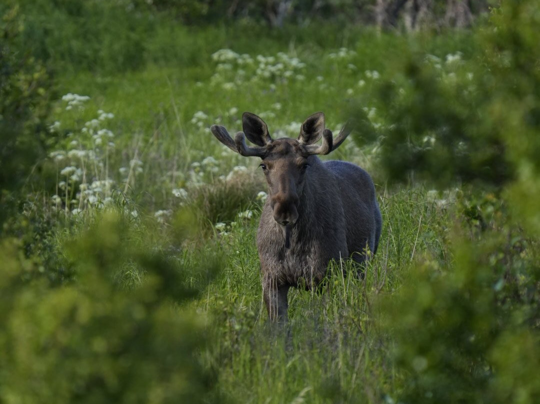 Vesterålen Tours-Sortland必去景点