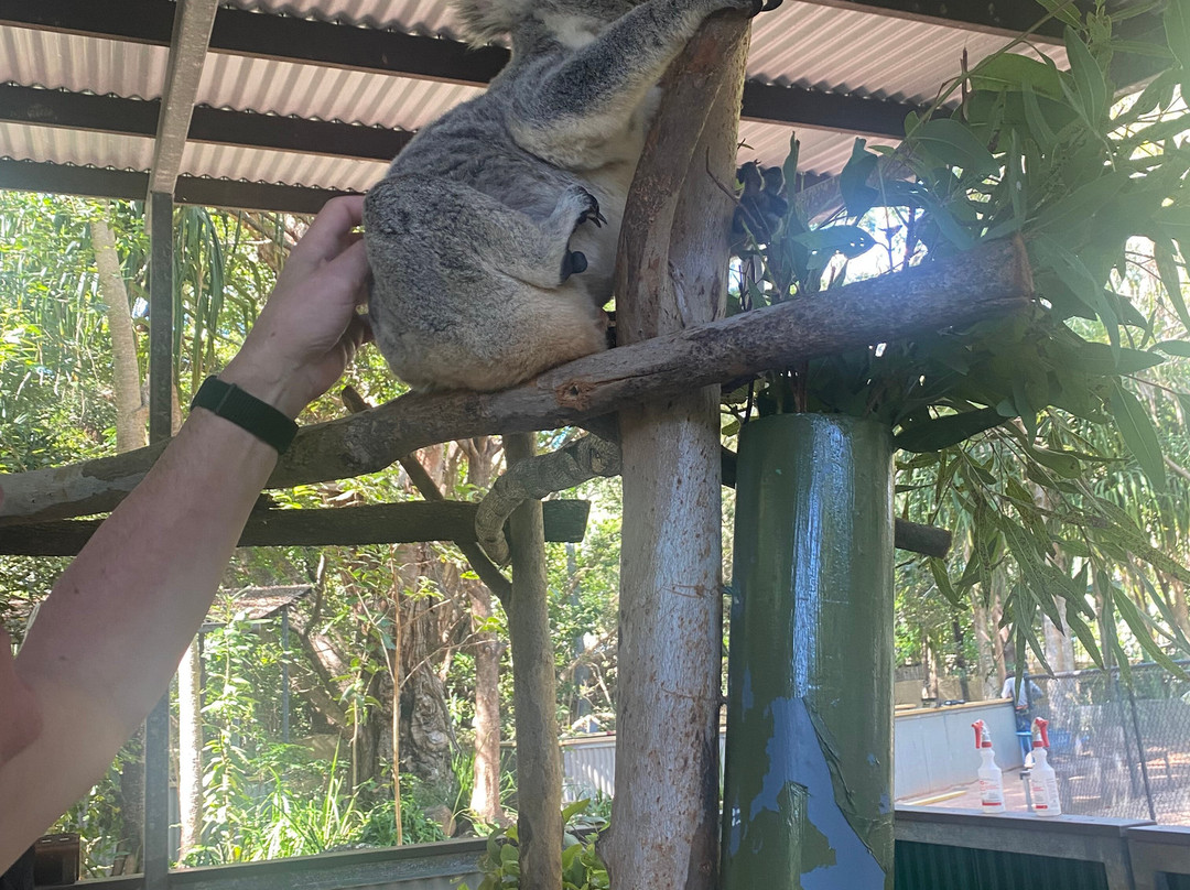 Selina Magnetic Island & The Koala Park-Horseshoe Bay必去景点