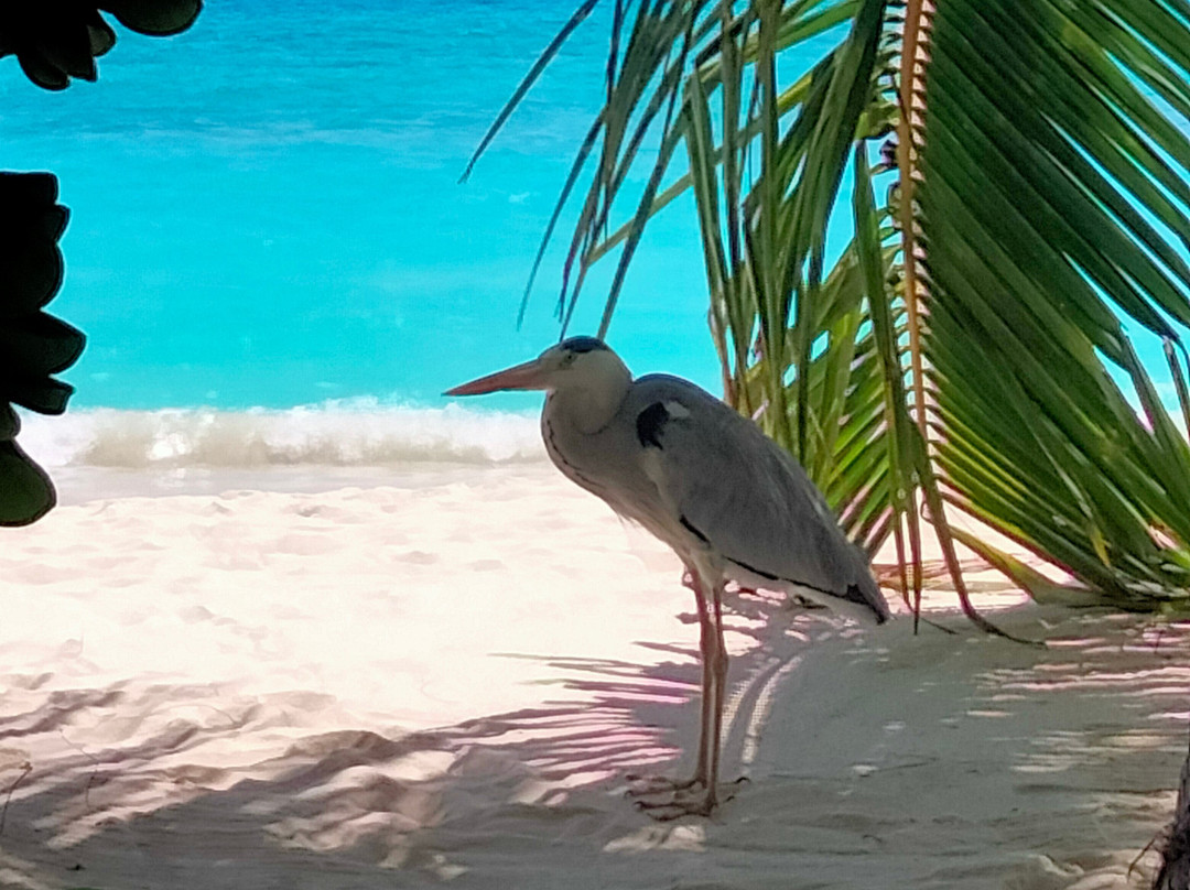 NAKAI Maayafushi Resort主图
