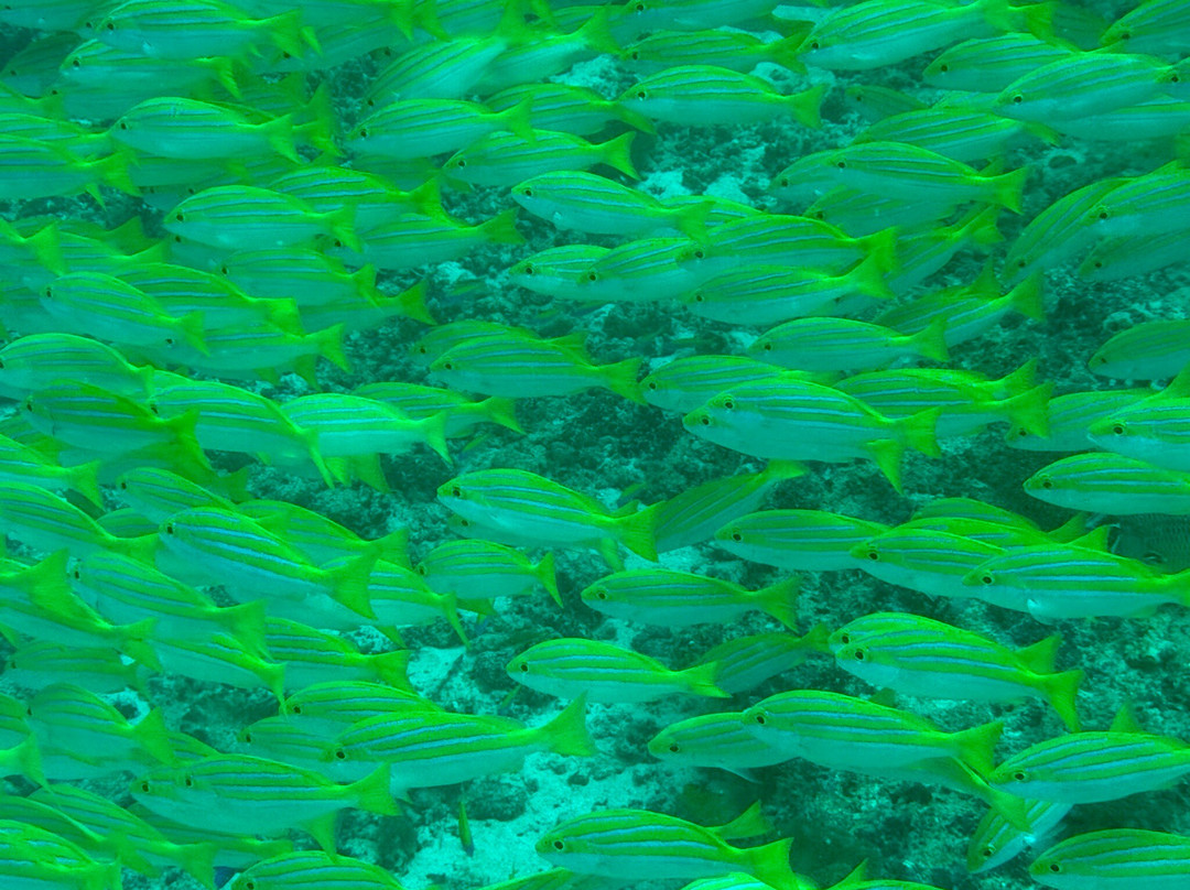 Hanimaadhoo Dive and Watersports-哈霓玛阿都必去景点