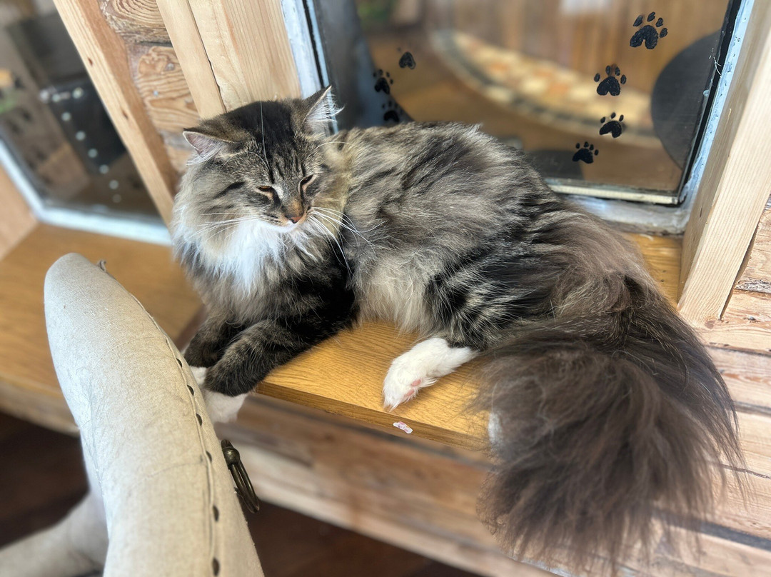 Finduzz CatCafe