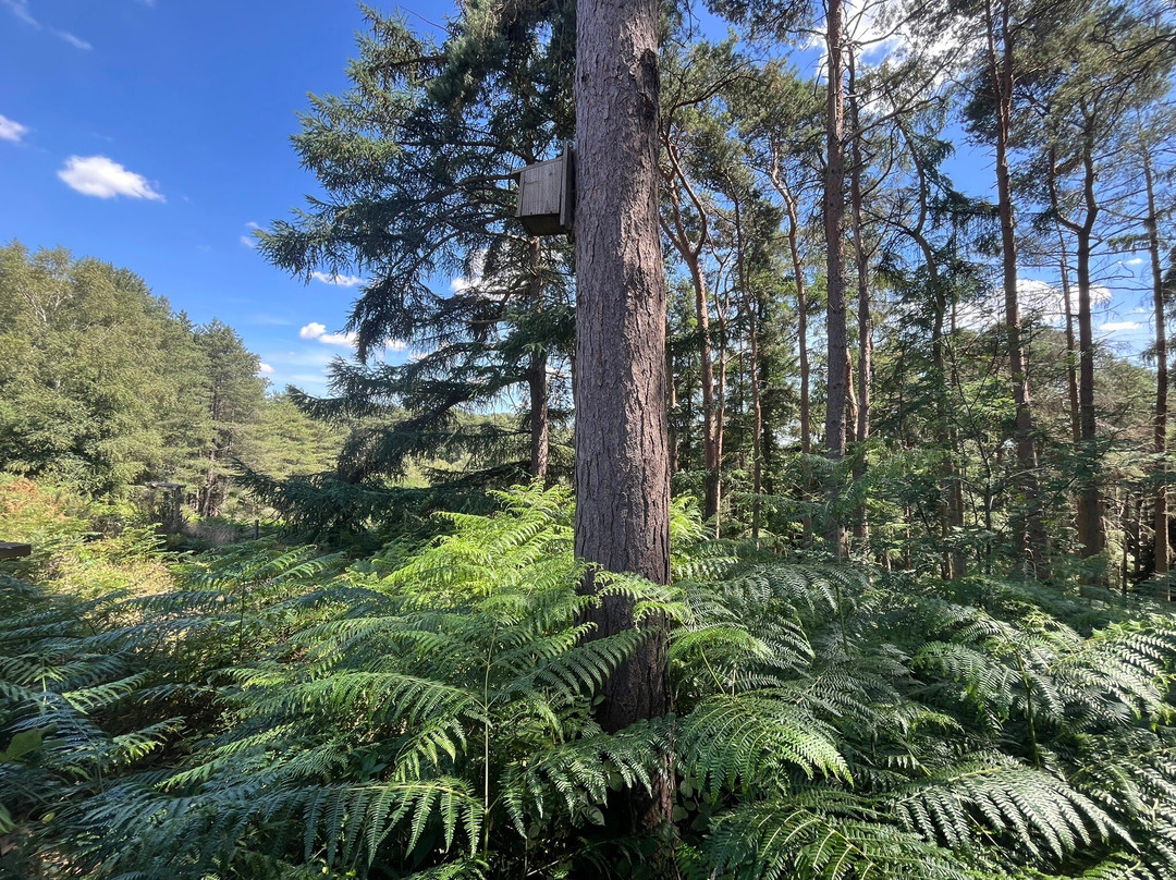 Rushmere Country Park-莱顿巴扎德必去景点