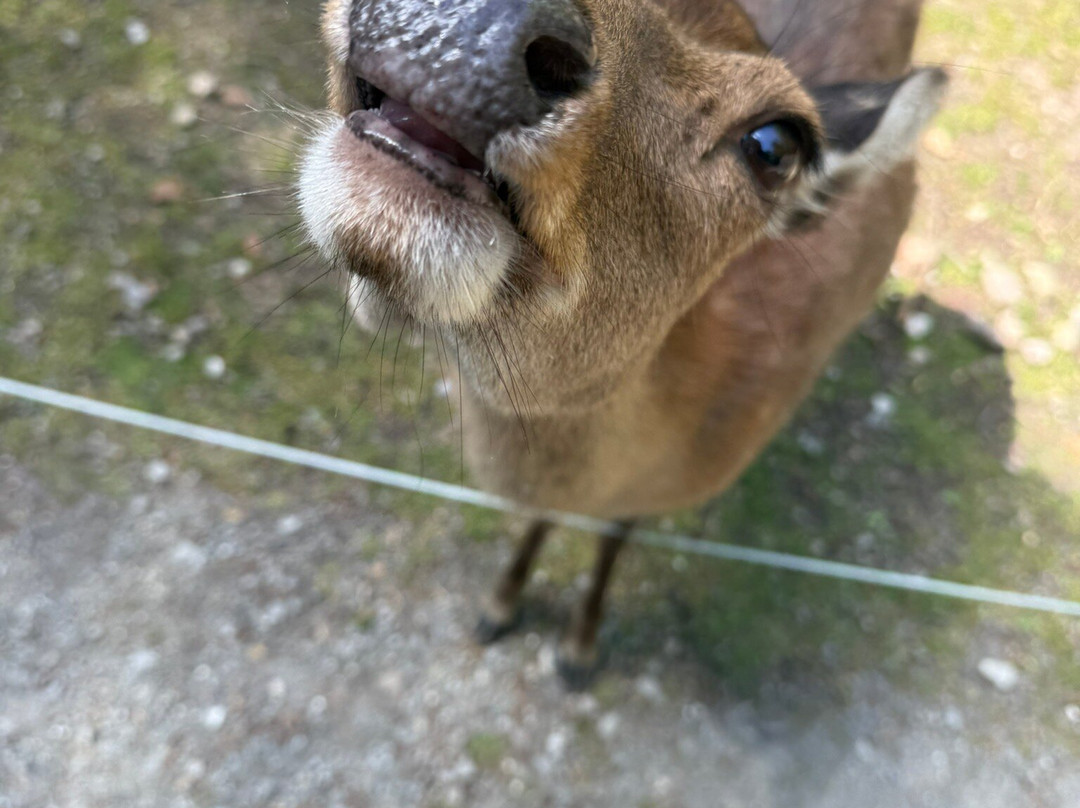 Natur- und Tierpark Goldau-Goldau必去景点