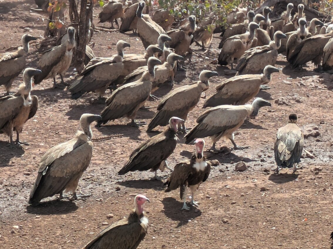 Vulture Feeding-维多利亚瀑布必去景点