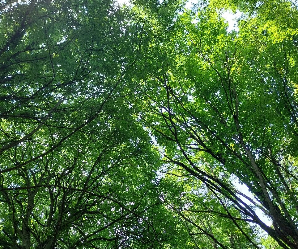 Foresta Umbra-Monte Sant'Angelo必去景点