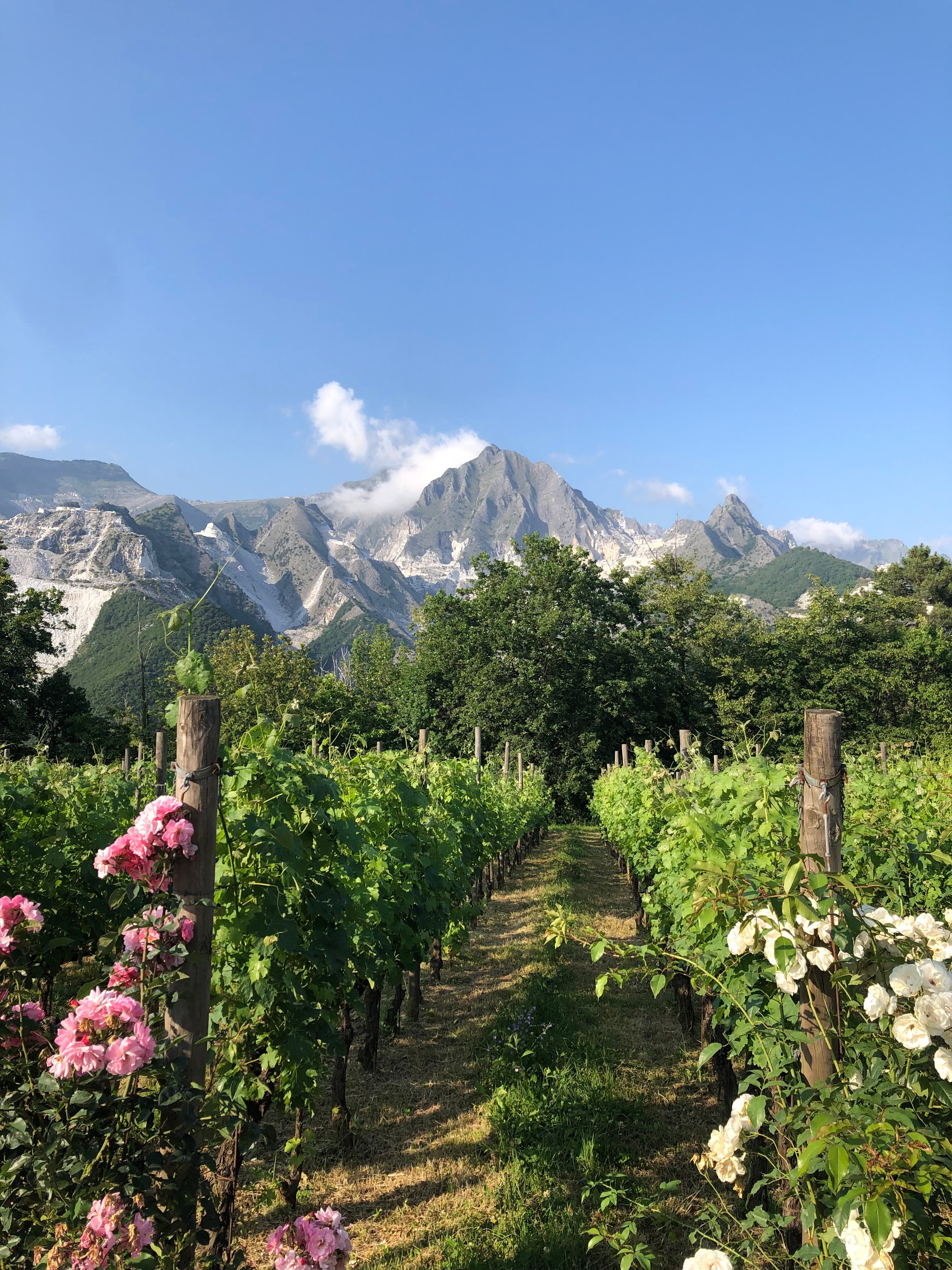 Galleria Ars Apua B&B-官方