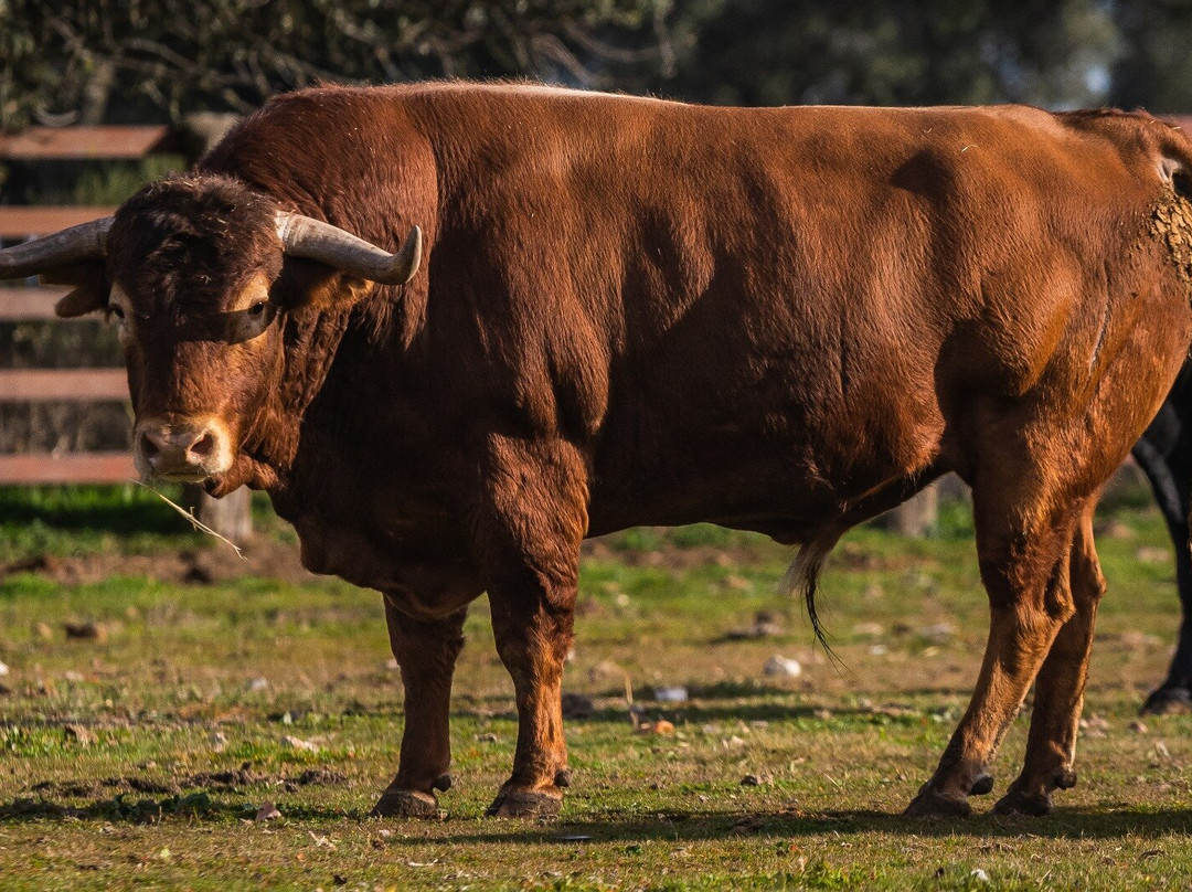 Ganaderia Antonio Palla-Ledesma必去景点