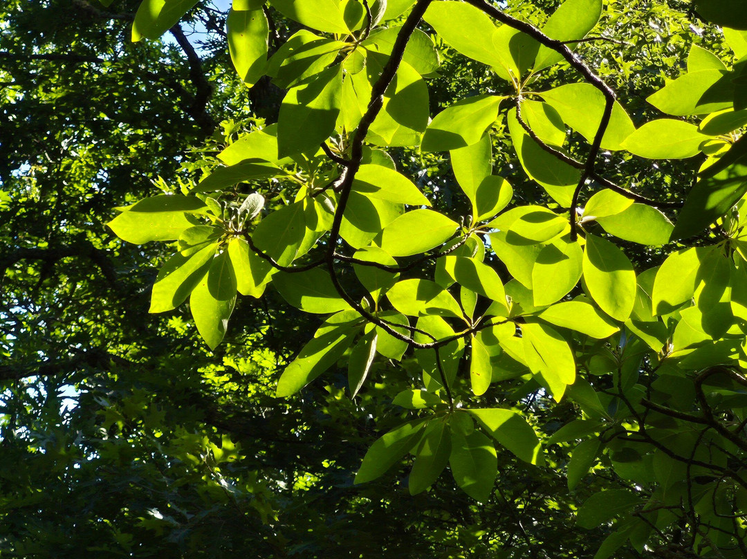 Nickerson State Park-Brewster必去景点