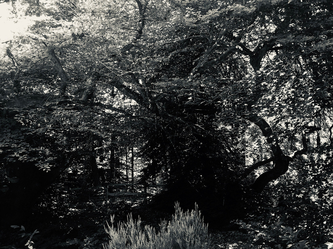 Les Faux de Verzy-Verzy必去景点