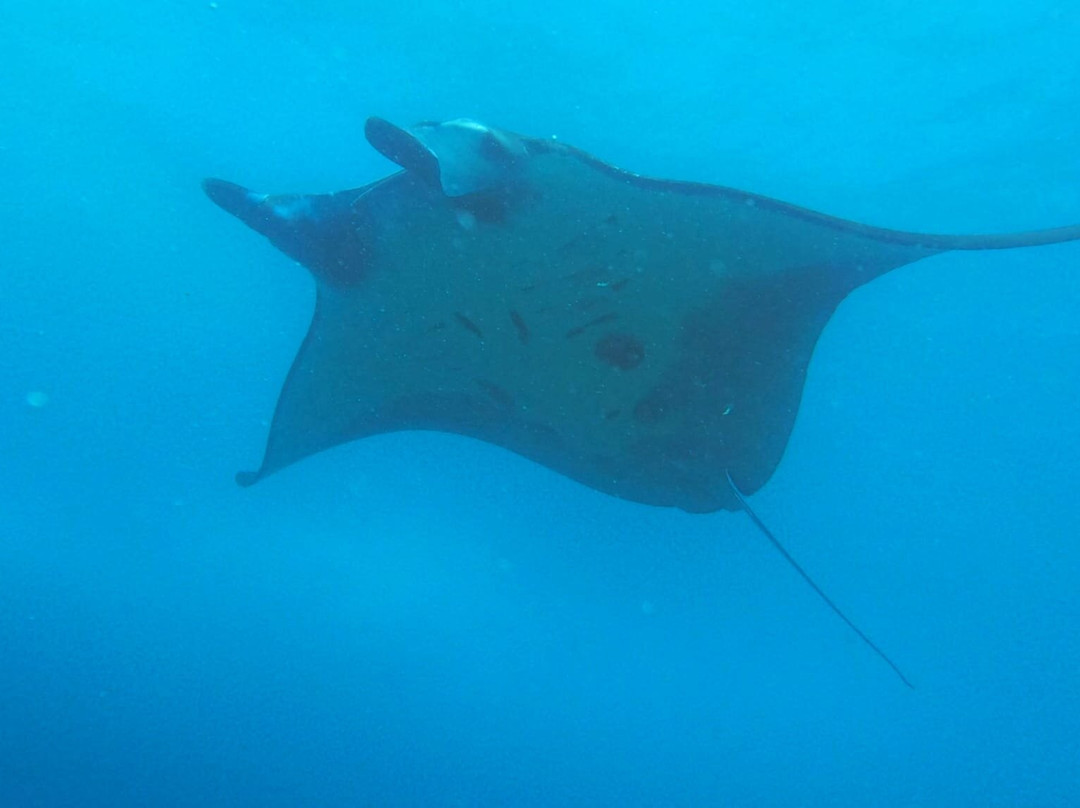 Wild Scuba Indonesia-Gili Asahan必去景点