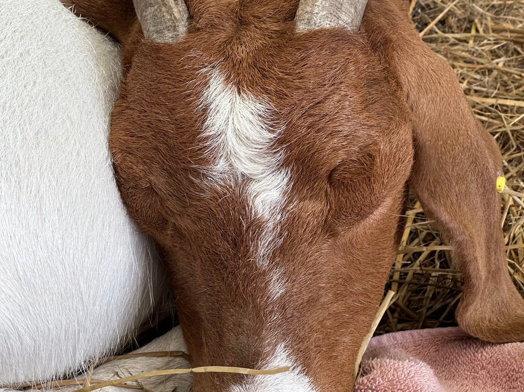 Cronkshaw Fold Farm-Rossendale必去景点
