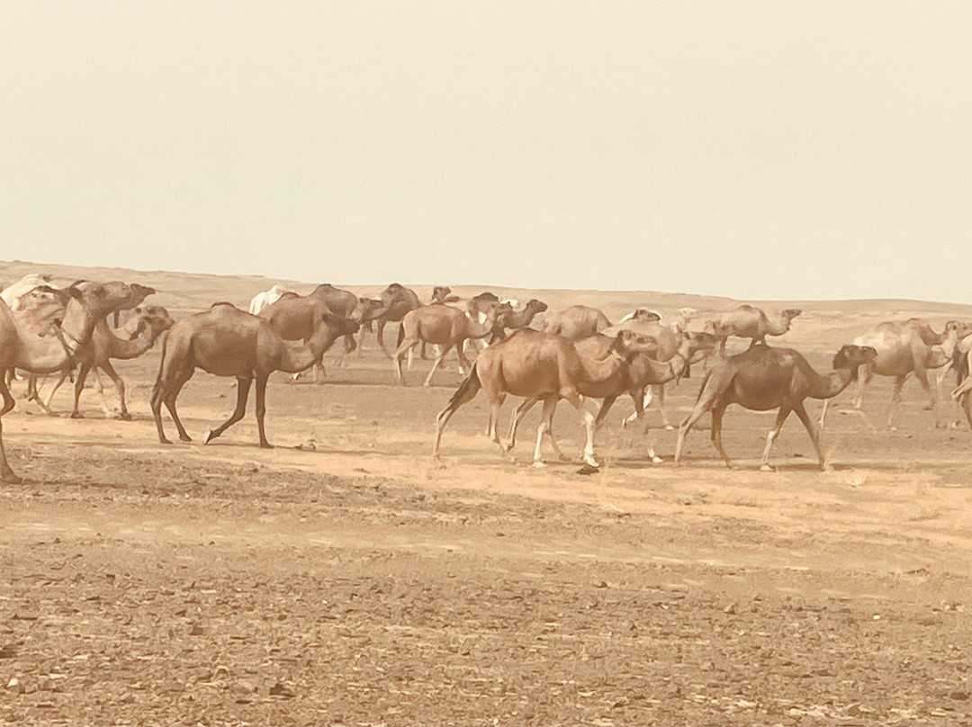 Travels Morocco-瓦尔扎扎特必去景点