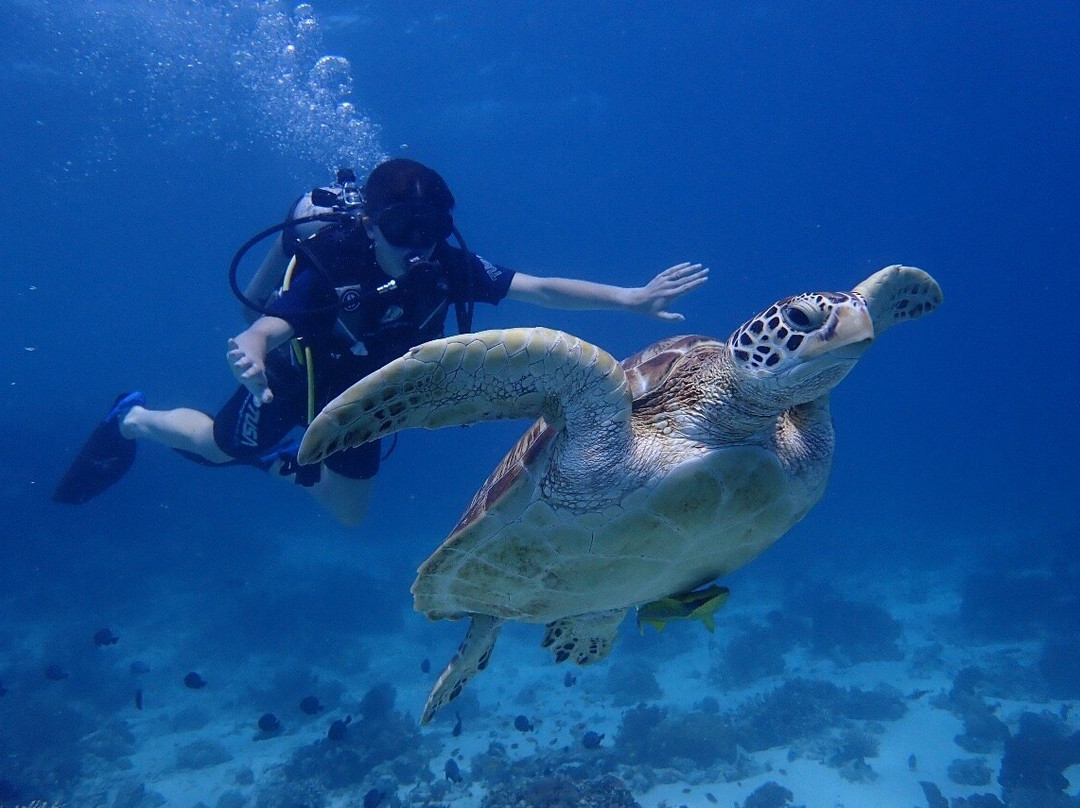 Blue Corner Dive Menjangan-西巴厘岛国家公园必去景点