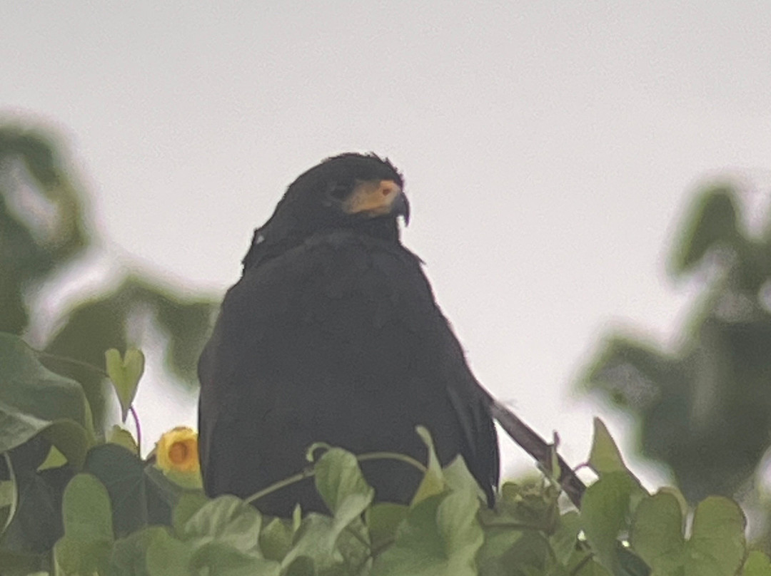 Corcovado Guia CR-希门尼斯港必去景点